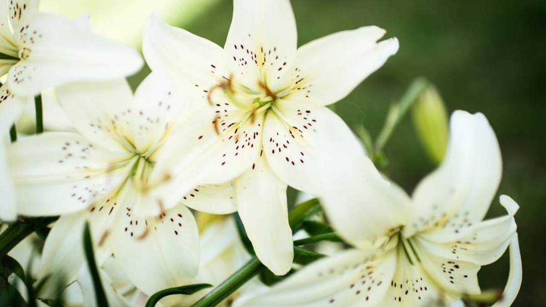 TDK, bazı sözcüklerin yazımını değiştirdi: Artık böyle yazılacak! Editörleri yakından ilgilendiriyor 16